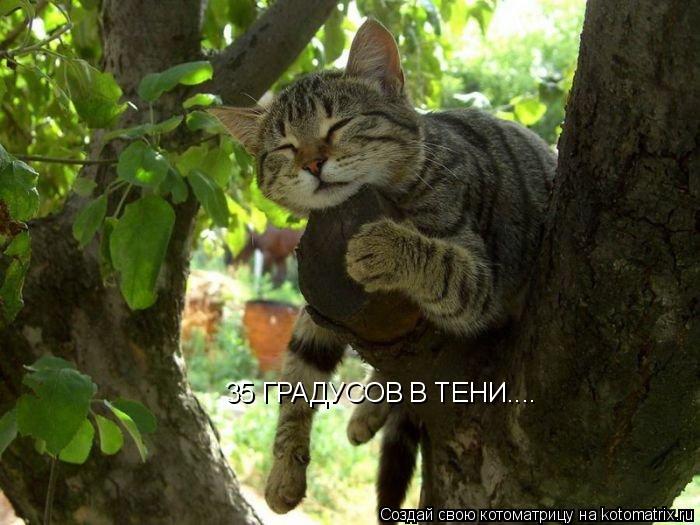 35 ГРАДУСОВ В ТЕНИ....... Котоматрица: 35 ГРАДУСОВ В ТЕНИ....