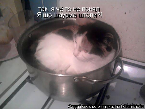так. я чё то не понял Я шо шаурма штоли?!... Котоматрица: так. я чё то не понял Я шо шаурма штоли?!