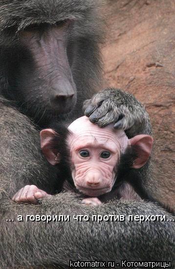 ... а говорили что против перхоти...... Котоматрица: ... а говорили что против перхоти...