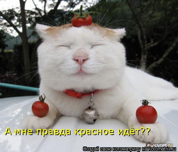 А мне правда красное идёт??... Котоматрица: А мне правда красное идёт??