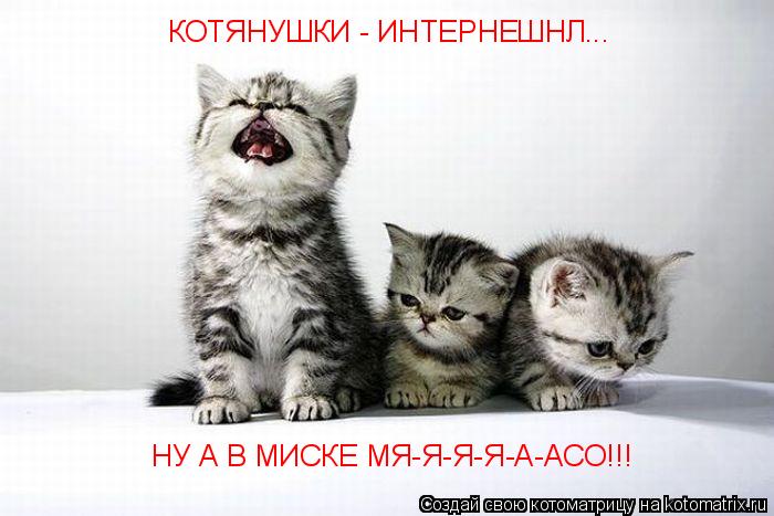 КОТЯНУШКИ - ИНТЕРНЕШНЛ... НУ А В МИСКЕ МЯ-Я-Я-Я-А-АСО!!!... Котоматрица: КОТЯНУШКИ - ИНТЕРНЕШНЛ... НУ А В МИСКЕ МЯ-Я-Я-Я-А-АСО!!!