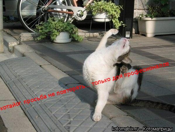 котайог. просьба не повторять... только для професионалов... Котоматрица: котайог. просьба не повторять... только для професионалов