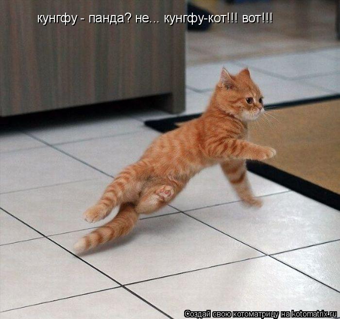 кунгфу - панда? не... кунгфу-кот!!! вот!!!... Котоматрица: кунгфу - панда? не... кунгфу-кот!!! вот!!!