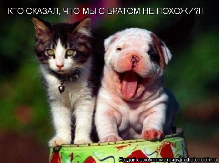 КТО СКАЗАЛ, ЧТО МЫ С БРАТОМ НЕ ПОХОЖИ?!!... Котоматрица: КТО СКАЗАЛ, ЧТО МЫ С БРАТОМ НЕ ПОХОЖИ?!!