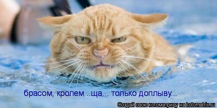 брасом, кролем...ща... только доплыву... брасом, кролем...ща... только доплыву...... Котоматрица: брасом, кролем...ща... только доплыву... брасом, кролем...ща... только доплыву...
