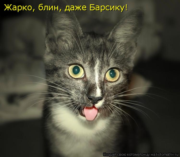 Жарко, блин, даже Барсику!... Котоматрица: Жарко, блин, даже Барсику!