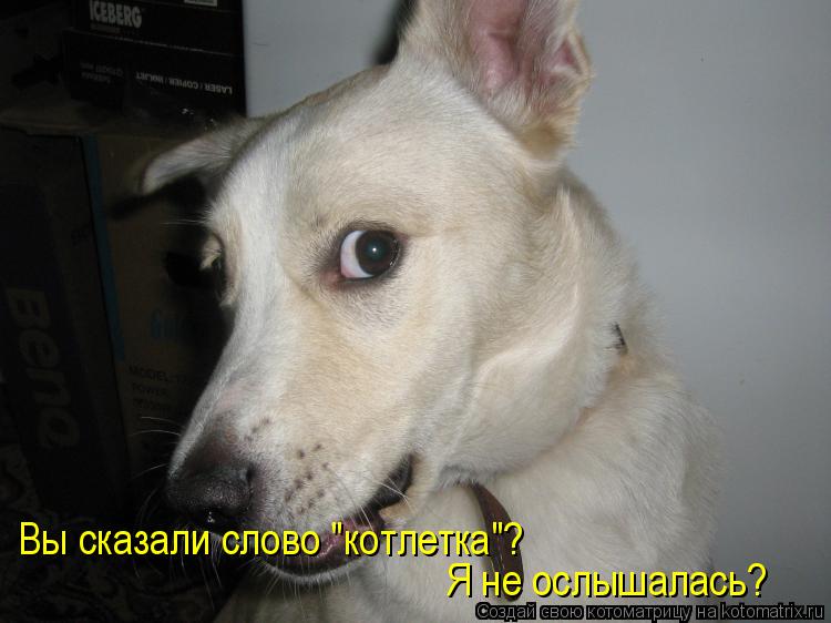 Вы сказали слово "котлетка"? Я не ослышалась?... Котоматрица: Вы сказали слово "котлетка"? Я не ослышалась?