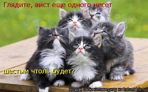 Глядите, аист еще одного несет шестым чтоль будет?... Котоматрица: Глядите, аист еще одного несет шестым чтоль будет?