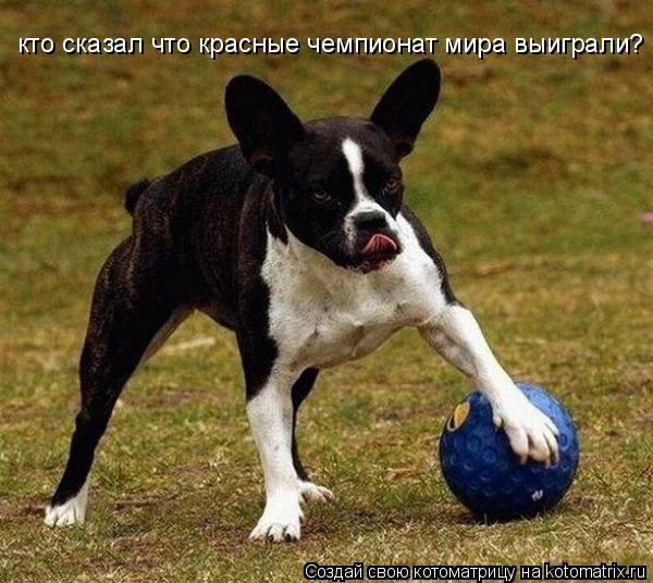кто сказал что красные чемпионат мира выиграли?... Котоматрица: кто сказал что красные чемпионат мира выиграли?