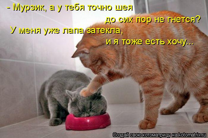 - Мурзик, а у тебя точно шея до сих пор не гнется? У меня уже лапа затекла, и я тоже есть хочу...... Котоматрица: - Мурзик, а у тебя точно шея до сих пор не гнется? У меня уже лапа затекла, и я тоже есть хочу...