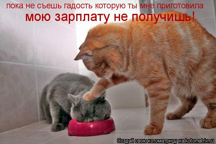 пока не съешь гадость которую ты мне приготовила мою зарплату не получишь!... Котоматрица: пока не съешь гадость которую ты мне приготовила мою зарплату не получишь!