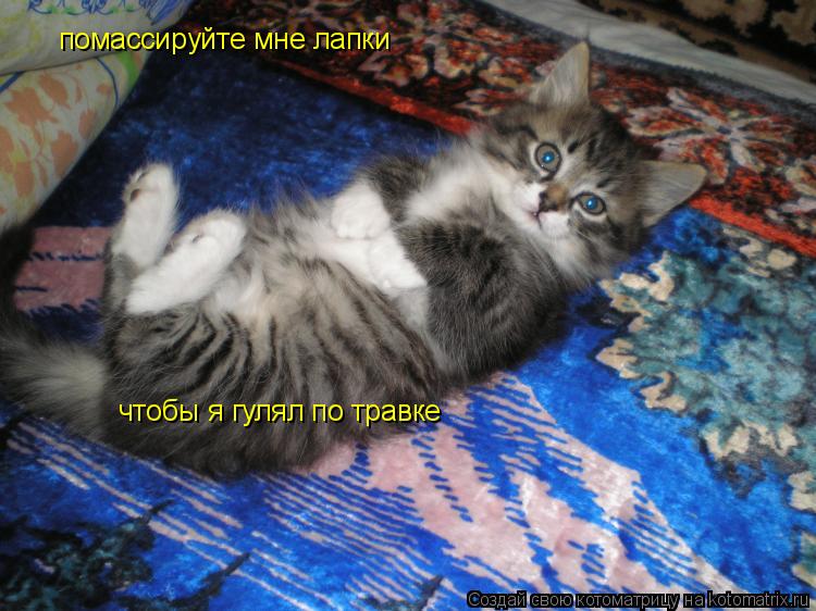 помассируйте мне лапки чтобы я гулял по травке... Котоматрица: помассируйте мне лапки чтобы я гулял по травке