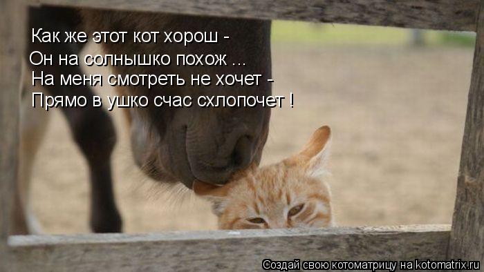 Как же этот кот хорош - На меня смотреть не хочет - Он на солнышко похож ... Прямо в ушко счас схлопо... Котоматрица: Как же этот кот хорош - На меня смотреть не хочет - Он на солнышко похож ... Прямо в ушко счас схлопочет ! Как же этот кот хорош -