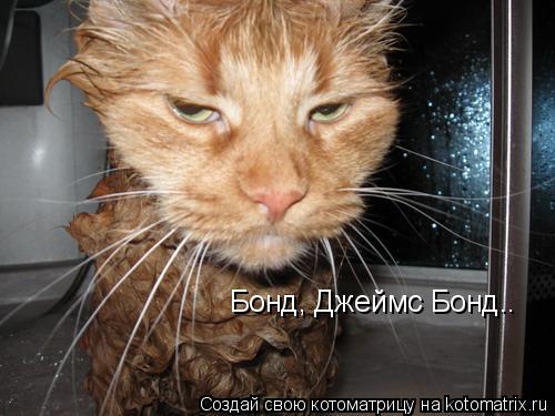 Бонд, Джеймс Бонд..... Котоматрица: Бонд, Джеймс Бонд..