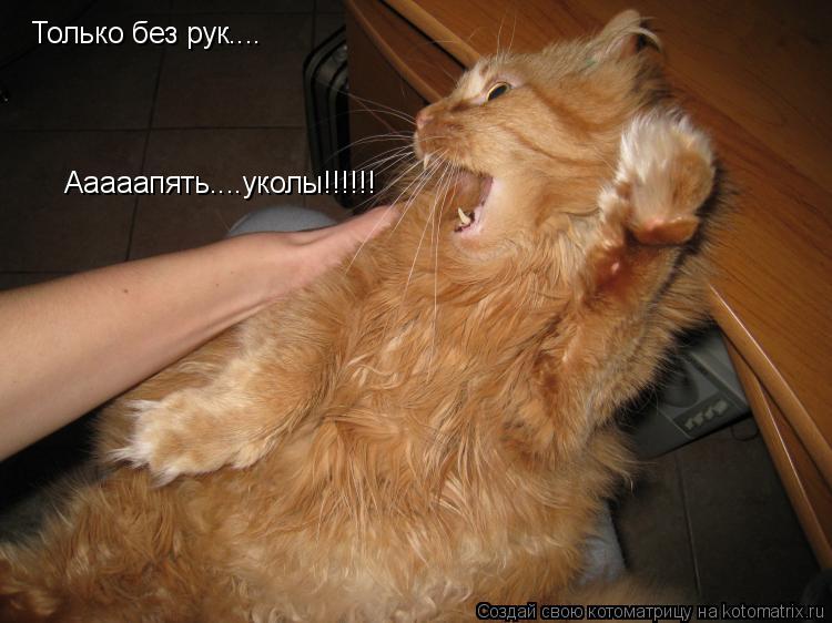 Только без рук.... Ааааапять....уколы!!!!!!... Котоматрица: Только без рук.... Ааааапять....уколы!!!!!!