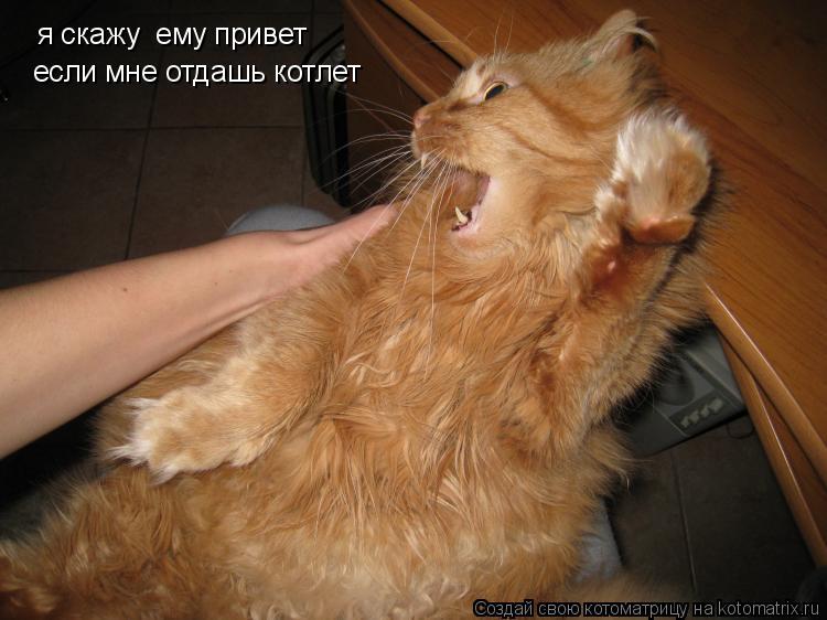 Котоматрица: я скажу  ему привет если мне отдашь котлет