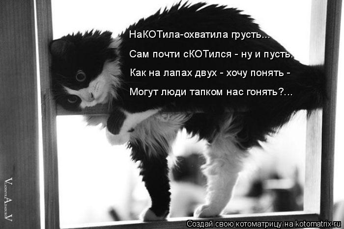 НаКОТила-охватила грусть... Сам почти сКОТился - ну и пусть. Как на лапах двух - хочу понять - Могут... Котоматрица: НаКОТила-охватила грусть... Сам почти сКОТился - ну и пусть. Как на лапах двух - хочу понять - Могут люди тапком нас гонять?...
