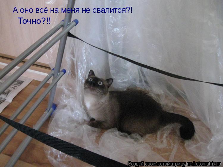 А оно всё на меня не свалится?! Точно?!!... Котоматрица: А оно всё на меня не свалится?! Точно?!!