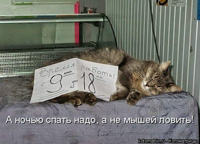 А ночью спать надо, а не мышей ловить!... Котоматрица: А ночью спать надо, а не мышей ловить!