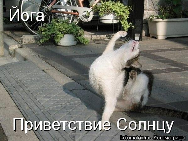 Йога Приветствие Солнцу... Котоматрица: Йога Приветствие Солнцу