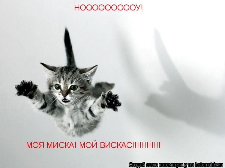 НОООООООООУ! МОЯ МИСКА! МОЙ ВИСКАС!!!!!!!!!!!!... Котоматрица: НОООООООООУ! МОЯ МИСКА! МОЙ ВИСКАС!!!!!!!!!!!!