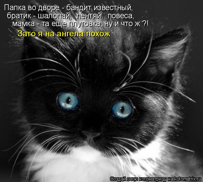 Папка во дворе - бандит известный, братик - шалопай, лентяй, повеса, мамка - та еще плутовка, ну ... Котоматрица: Папка во дворе - бандит известный, братик - шалопай, лентяй, повеса, мамка - та еще плутовка, ну и что ж ?! Зато я на ангела похож