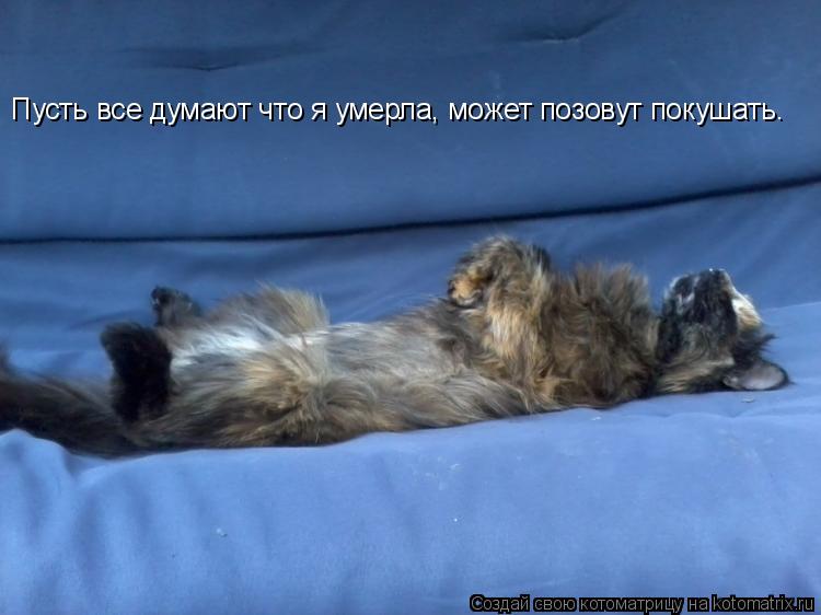Котоматрица: Пусть все думают что я умерла, может позовут покушать.