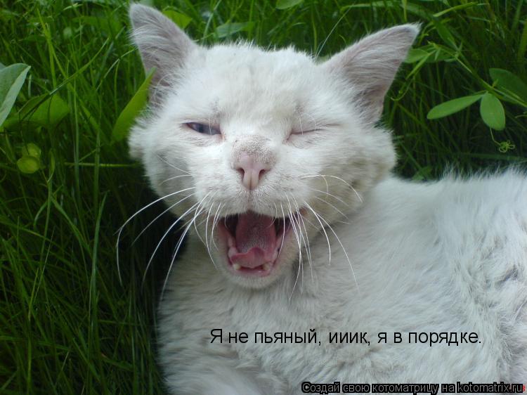 Котоматрица: Я не пьяный, ииик, я в порядке.
