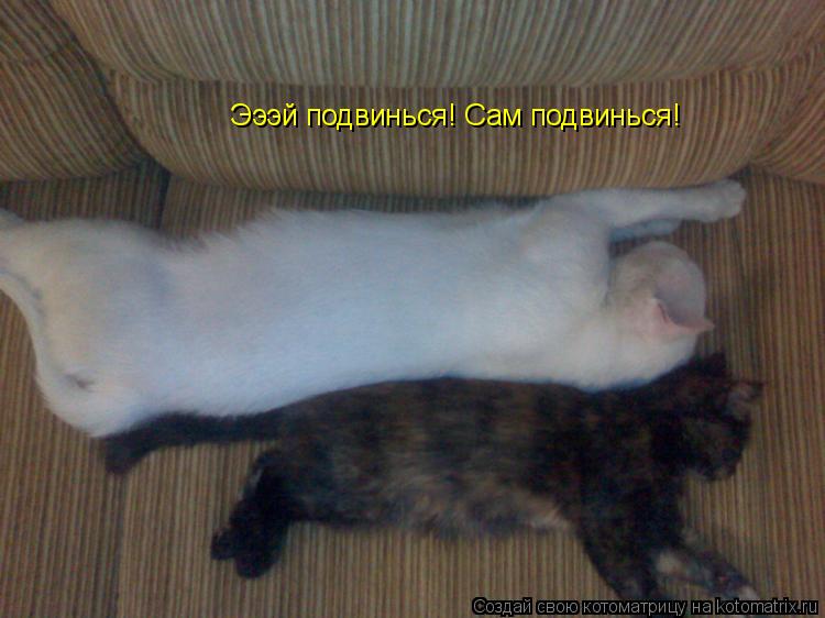 Котоматрица: Эээй подвинься! Сам подвинься!