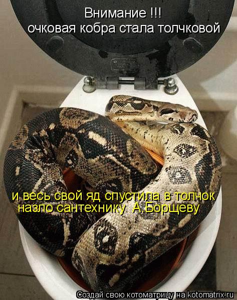 Котоматрица: Внимание !!!  очковая кобра стала толчковой  и весь свой яд спустила в толчок назло сантехнику  А.Борщеву