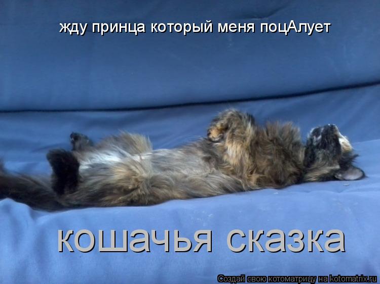 Котоматрица: жду принца который меня поцАлует  кошачья сказка
