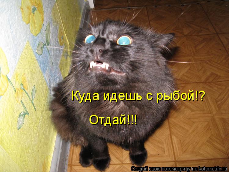 Котоматрица: Куда идешь с рыбой!?  Отдай!!!