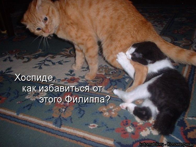 Котоматрица: Хоспиде, как избавиться от этого Филиппа?