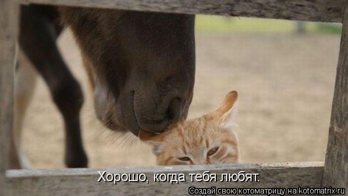 Котоматрица: Хорошо, когда тебя любят.
