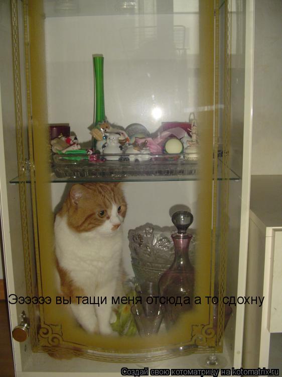 Котоматрица: Ээээээ вы тащи меня отсюда а то сдохну