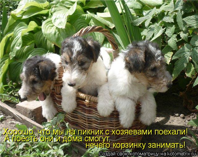 Хорошо, что мы на пикник с хозяевами поехали! А поесть они и дома смогут, нечего корзинку занимать!... Котоматрица: Хорошо, что мы на пикник с хозяевами поехали! А поесть они и дома смогут, нечего корзинку занимать!