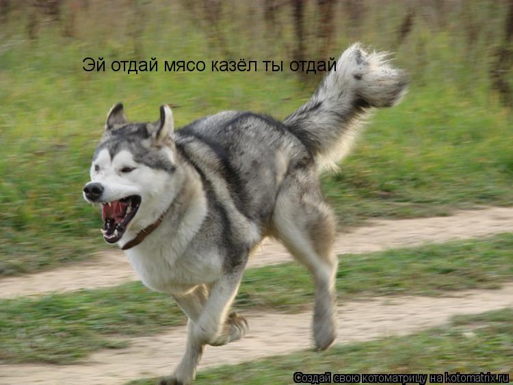 Эй отдай мясо казёл ты отдай... Котоматрица: Эй отдай мясо казёл ты отдай