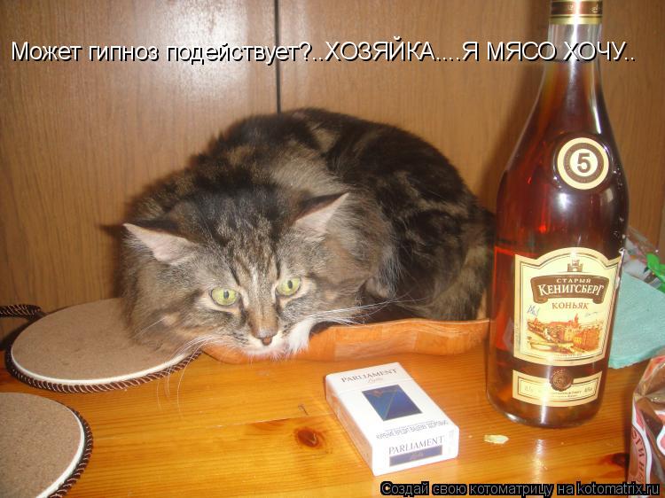 Может гипноз подействует?..ХОЗЯЙКА....Я МЯСО ХОЧУ..... Котоматрица: Может гипноз подействует?..ХОЗЯЙКА....Я МЯСО ХОЧУ..