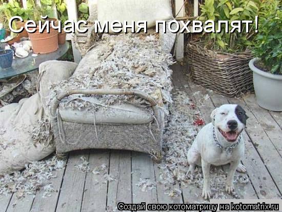 Сейчас меня похвалят!... Котоматрица: Сейчас меня похвалят!
