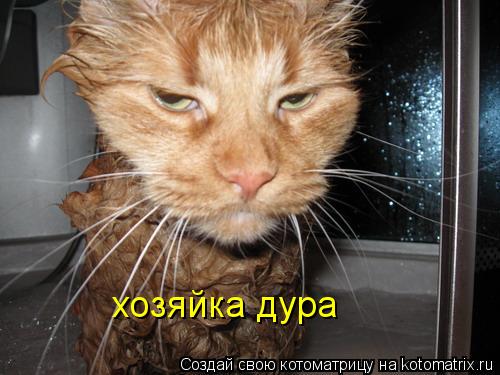 хозяйка дура... Котоматрица: хозяйка дура