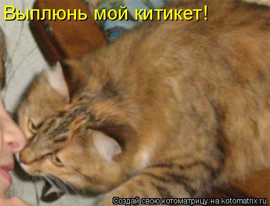 Выплюнь мой китикет!... Котоматрица: Выплюнь мой китикет!