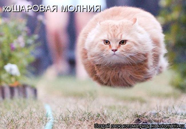 коШАРОВАЯ МОЛНИЯ... Котоматрица: коШАРОВАЯ МОЛНИЯ