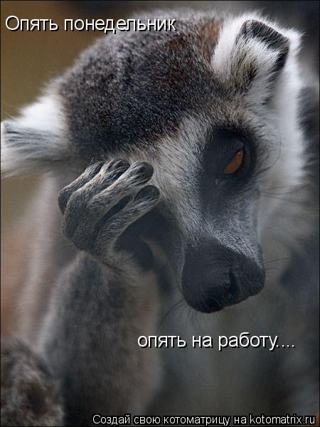 Опять понедельник опять на работу....... Котоматрица: Опять понедельник опять на работу....