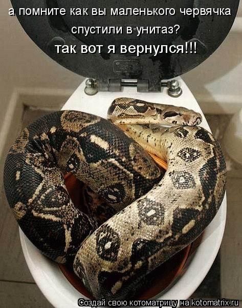 а помните как вы маленького червячка спустили в унитаз? так вот я вернулся!!!... Котоматрица: а помните как вы маленького червячка спустили в унитаз? так вот я вернулся!!!