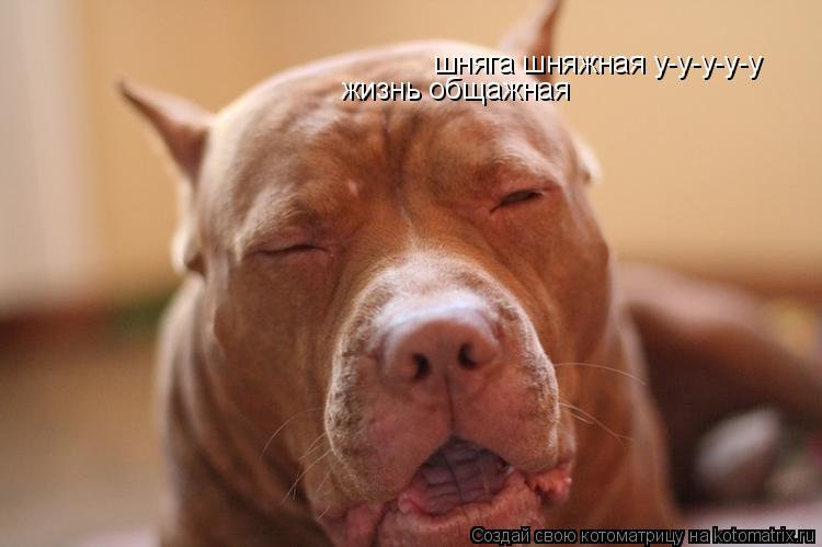 шняга шняжная у-у-у-у-у жизнь общажная... Котоматрица: шняга шняжная у-у-у-у-у жизнь общажная