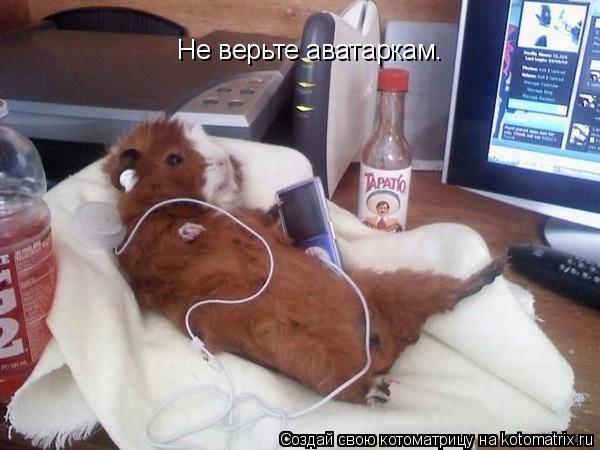 Не верьте аватаркам.... Котоматрица: Не верьте аватаркам.