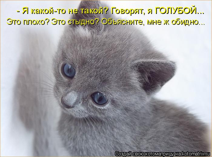 Котоматрица: - Я какой-то не такой? Говорят, я ГОЛУБОЙ... Это плохо? Это стыдно? Объясните, мне ж обидно...