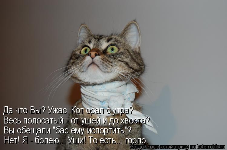 Котоматрица: Да что Вы? Ужас. Кот орал с утра? Весь полосатый - от ушей и до хвоста? Вы обещали "бас ему испортить"? Нет! Я - болею... Уши! То есть... горло.