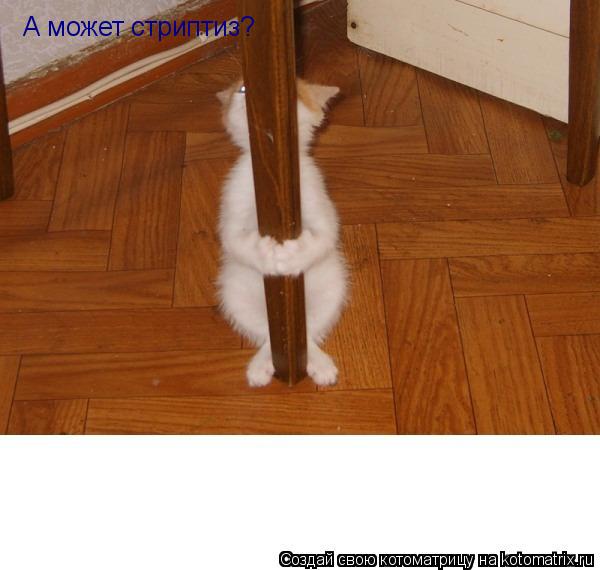 А может стриптиз? А может стриптиз?... Котоматрица: А может стриптиз? А может стриптиз?