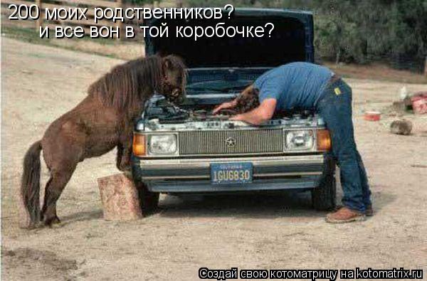 Котоматрица: 200 моих родственников? и все вон в той коробочке?